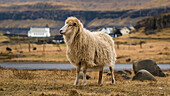 Schaf vor einer kleinen Siedlung auf Streymoy, Färöer Inseln, Dänemark