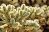 Cacti in Joshua Tree National Park, Joshua Tree National Park, California, USA