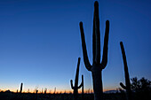 Säulenkakteen stehen gegen Nachthimmel, Saguaro Nationalpark, Arizona, USA