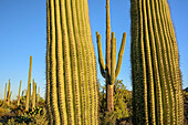 Säulenkakteen, Saguaro Nationalpark, Arizona, USA
