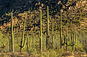 Saguaro cacti, Saguaro National Park, Arizona, USA