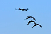 Four cranes flight, Bosque del Apache National Wildlife Refuge, New Mexico, USA
