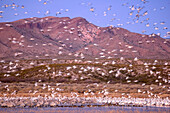 Schneegänse fliegen zu See, Bosque del Apache National Wildlife Refuge, New Mexico, USA