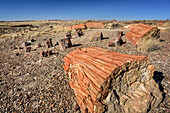 Baumstamm aus versteinertem Holz, Petrified Forest Nationalpark, Arizona, USA