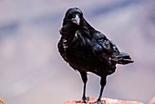 Raven at the Grand Canyon, Arizona, United States of America.