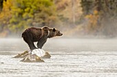 Grizzly bear (Ursus arctos)- Attracted to a sockeye salmon run in the Chilko River, Chilcotin Wilderness, BC Interior, Canada.