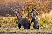 Grizzly bear (Ursus arctos)- Siblings standing to observe potential danger, Chilcotin Wilderness, BC Interior, Canada.