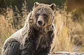 Grizzly bear (Ursus arctos)- Attracted to a sockeye salmon run in the Chilko River, Chilcotin Wilderness, BC Interior, Canada.