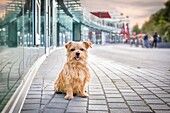 Norfolk Terrier in the city