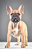 Studio portrait of a french bulldog puppy.