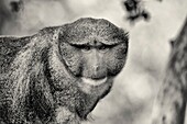 A photogenic Allen's Swamp Monkey in black and white
