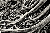 Detailed and close-up view of fig tree roots