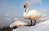 Whooper swan (Cygnus cygnus) couple, Japan.
