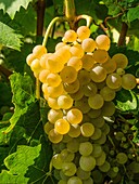 France, Midi Pyrénnées, Gers. 'Uniblanc' wine grappe to make wines from Gascony or Armagnac.
