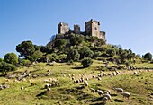 The impressive eighth-century castle of Almodovar del Rio perches high above the Guadalquivir river valley. In the foreground a flock of sheep. Cordoba province, Andalusia, Spain.