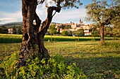 Europe, Italy, Umbria, Perugia district.