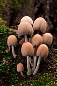 Mushroom group in a woodland in autumn. Aveto valley, Genoa, Italy, Europe.