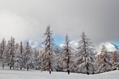 Orsiera Rocciavre Park, Chisone Valley,Turin, Piedmont, Italy. Winter Orsiera Rocciavre Park.