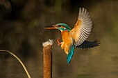 Kingfisher that returns on the perch, Trentino Alto-Adige, Italy.