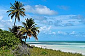 Palms on Bahia Honda - Keys Island, Florida, USA.
