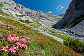 Rhododendron blooming in the wild Valle della Forcola, Valtellina,Lombardy Italy Europe.