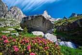 Postcard from Val Torrone with blooming rhododendrons, granite rocks and creek, Valmasino. Valtellina Lombardy Italy Europe.