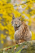 Eurasian Lynx, Lynx lynx, in Autumn, Germany, Europe.
