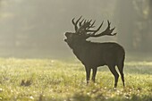 Red deer, Cervus elaphus, Male Roaring, in Rutting Season with Morning Mist, Europe.