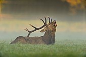 Red deer, Cervus elaphus, Male Roaring, in Rutting Season with Morning Mist, Europe.