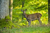 Red deer, Cervus elaphus, Female in Forest, Summer, Germany, Europe.