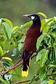 Montezuma Oropendola (Psarocolius montezuma) - Boca Tapada, San Carlos, Costa Rica.