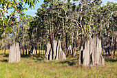 Kompass-Termiten, magnetische Termiten, Termitenhügel, Amitermes laurensis, Cape York Halbinsel, Nord Queensland, Australien