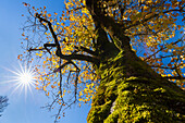 Bergahorn im Herbst, Acer pseudoplatanus, Großer Ahornboden, Österreich, Europa