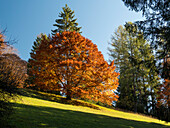 Beech Tree in autumn, Fagus sylvatica, Nature Reserve Mesnerbichl, district Starnberg, Upper Bavaria, Germany, Europe