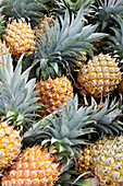 FRENCH POLYNESIA. Raiatea Island. Pineapple harvested at local farm.