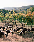 ITALY, Siena, group of Cinta Cinese pigs grazing at the farm of Castello Di Spannochia.