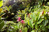 JAMAICA, Port Antonio. A garden at the Geejam Hotel.