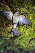 USA, California, Mill Valley, a beautiful dead bird lays atop a patch of green moss