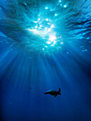 EASTER ISLAND, CHILE, Isla de Pascua, Rapa Nui, a turtle seen while scuba diving off-shore from the town of Hanga Roa