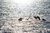 GALAPAGOS ISLANDS, ECUADOR, dolphins seen jumping out of the water enroute to San Cristobal Island