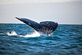 MEXICO, Baja, Magdalena Bay, Pacific Ocean, a grey whale seen while out whale watching in the bay