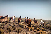 USA, Nevada, Wells, Mustang Monument, A sustainable luxury eco friendly resort and preserve for wild horses is home to 650 rescued mustangs that roam the 900 square mile property in NE Nevada, Saving America's Mustangs Foundation