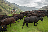 USA, Oregon, Joseph, Cowboy Todd Nash drives cattle up the canyon wall towards Steer Creek drainage in Northeast Oregon