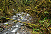 USA, Oregon, Santiam Pass, The Santiam River which is a tributary of the Willamete River is located off of Highway 20