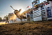 USA, Oregon, Sisters, Sisters Rodeo, cowboys ride a 2,000 pound bull with virtually no control for as long as they can