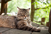 tabby, cat, Austria, Europe