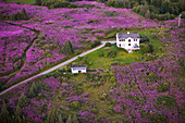 Aerial View Of A Residential Home Surrounded By Fireweed On Diamond Ridge, Homer, Southcentral Alaska, USA