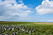Adult Gentoo Penguins (Pygoscelis Papua) At Bertha's Beach; Falkland Islands