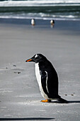 Adult Gentoo Penguin (Pygoscelis Papua) At Bertha's Beach; Falkland Islands
