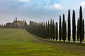 A Typical Tuscany Landscape With Cypress Alley Leads To A Small Villa On A Green Hill; Castiglione D'orcia, Italy